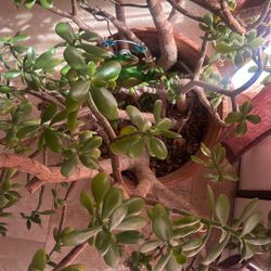 Jade Plant
