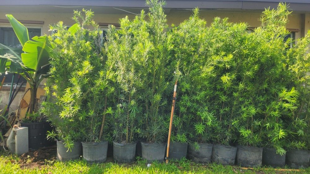 Spectacular Podocarpus Plants For Inmediate Privacy!!! 6 Feet Tall!!! Fertilized
