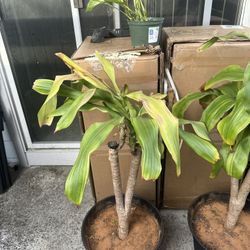 All Three $35 