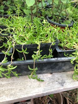 Succulent plant in 4 in pot