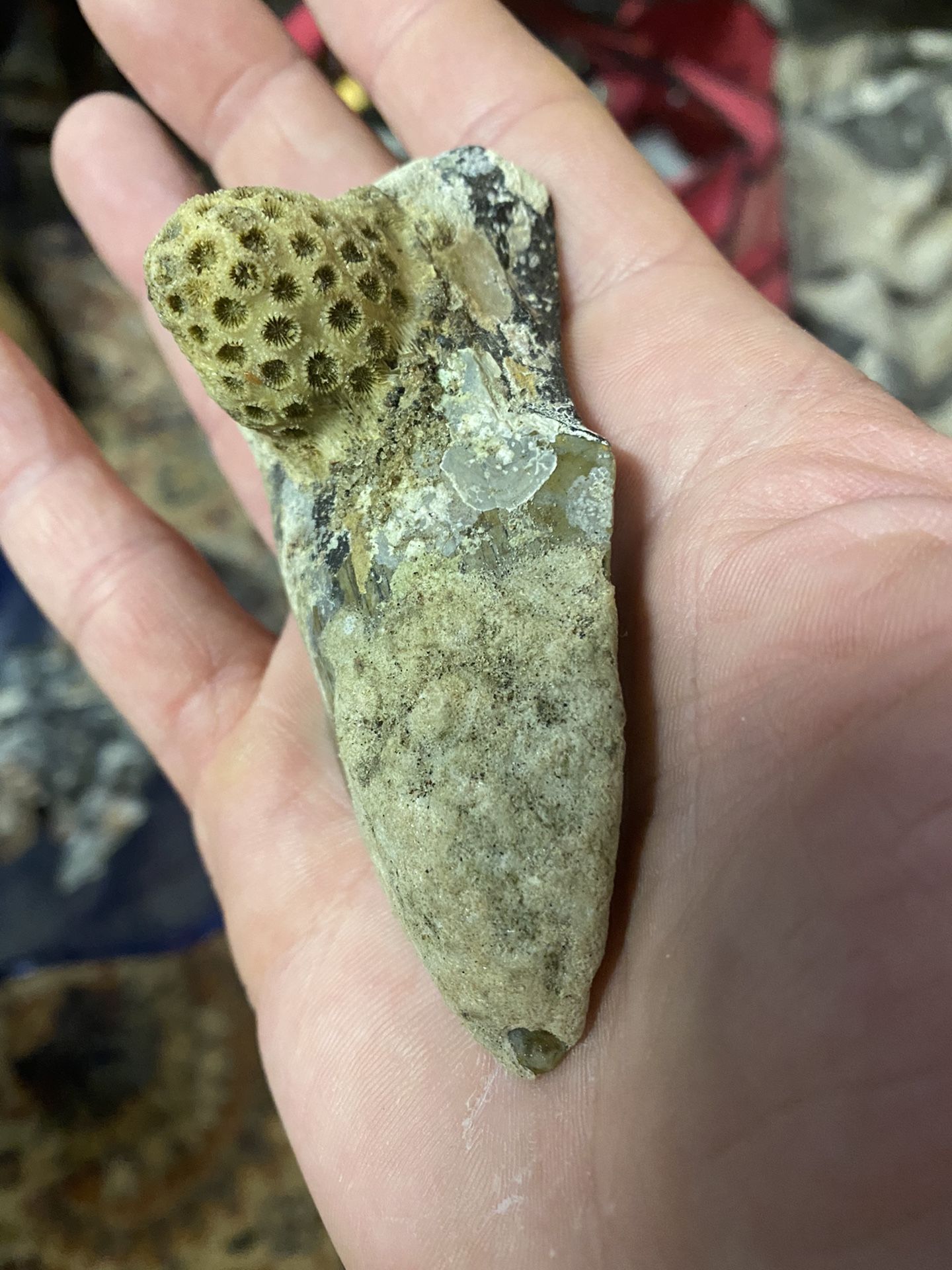 Megladon shark tooth with coral growth millions of years old!