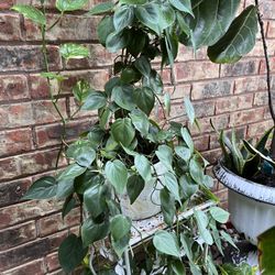 Heart Leaf Philodendron Plant 