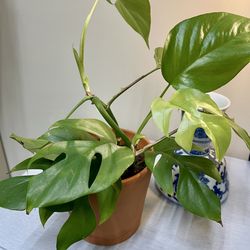 Monstera Plant