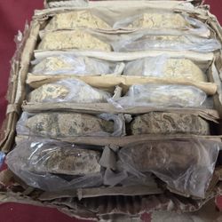 Paper Weight- 3 Inch Fossil Stone- (12 Pieces)