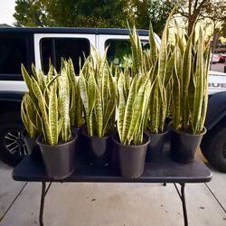 Snake Plants In 5 Gallon Pots