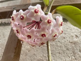 Hoya Carnosa Wax Plant Porcelain Flower Houseplant, Larger 4”