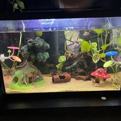 Fish Tank