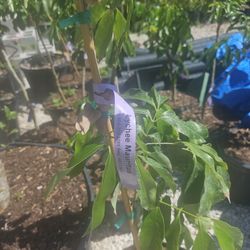 Lychee!!! Grafted Trees