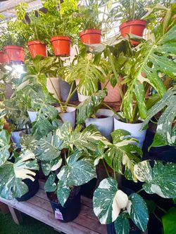 Plants (10”pot🌿Monstera Variegated Thai Constellation $50 each)
