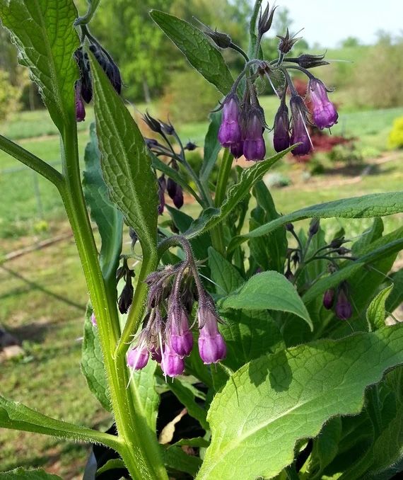 Comfrey Cuttings