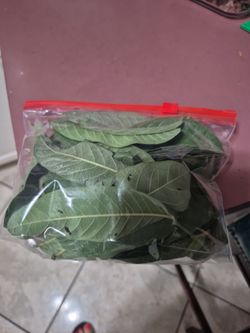 Guava leaves