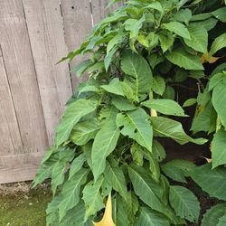 Planta Trompeta De Angel 