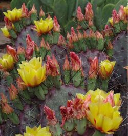 Purple Prickly Pear Cuttings