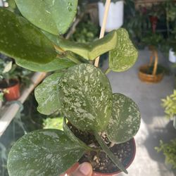 Hoya Obovata Splash Plants