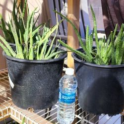 Aloe Plants / Sabila