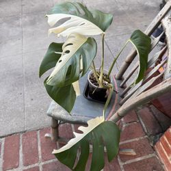 Rare Monstera Albo Tropical Plants