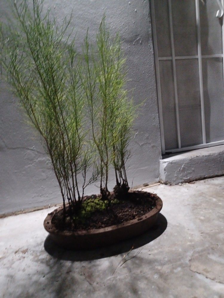 Sand Pine Tree Bonsai Forest