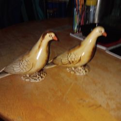 Birds