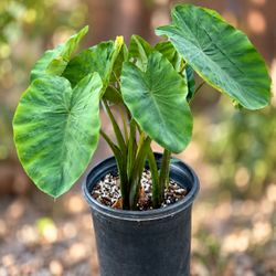 Large Elephant Ear Plant – 10.5” Pot