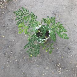 Moringa Plants 