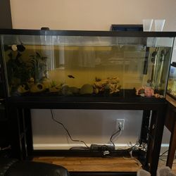 50 Gallon Aquarium With Stand, Lights And Filter