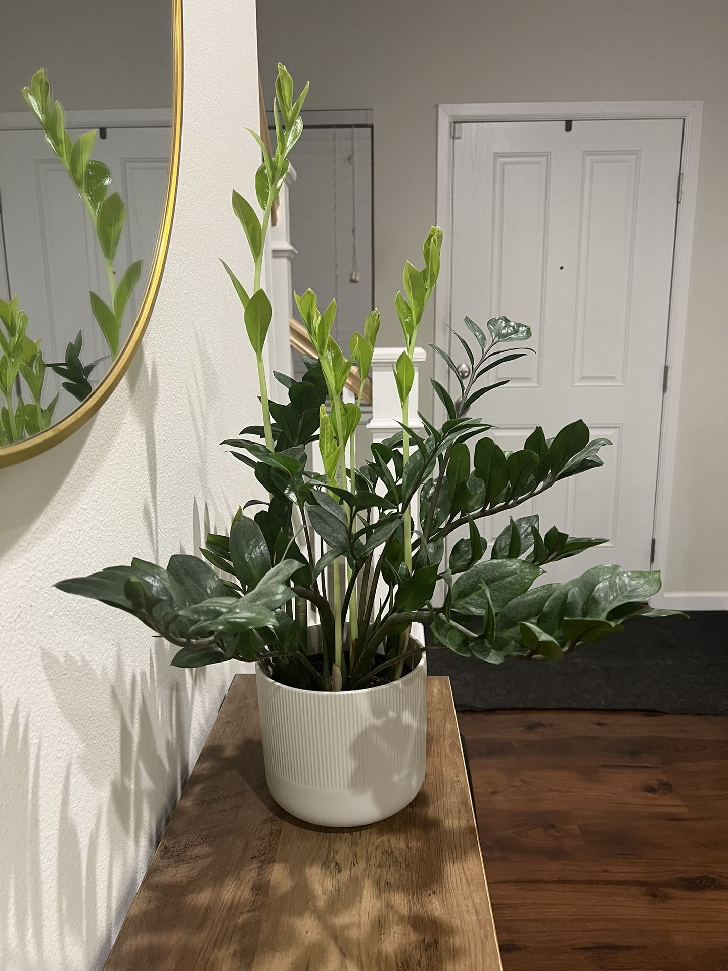 Snake Plant And Zz Plant