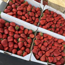 Fresh Strawberries