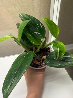 Monstera standleyana albo/ cobra plant