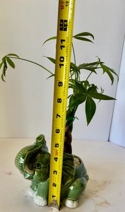 Braided money tree in ceramic elephant planter