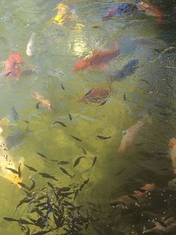 Tilapia for sale 4 to $5 each