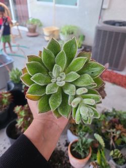 Fuzzy echeveria Succulent plant