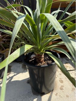 Dracaena Draco