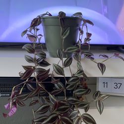 Tradescantia Live Plant In 7” Green Plastic Planter