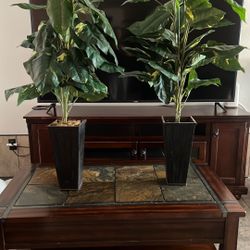 Plant $30 Both 