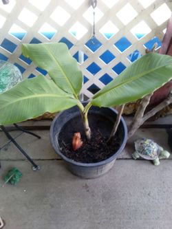 Fruit  bearing banana tree