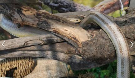 Beautiful Female Ghost Stripe Corn Snake – Full Setup Included -