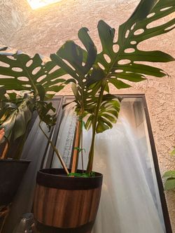 Monstera Plant