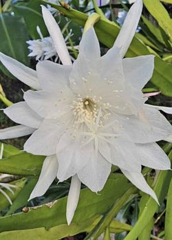 *$10 to $15* Queen of the Night | Night Blooming Cereus | Orchid Cactus | White Flower