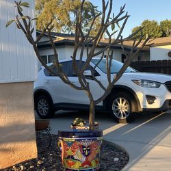 Yellow & White Plumeria Tree