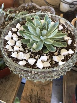 Succulent arrangements