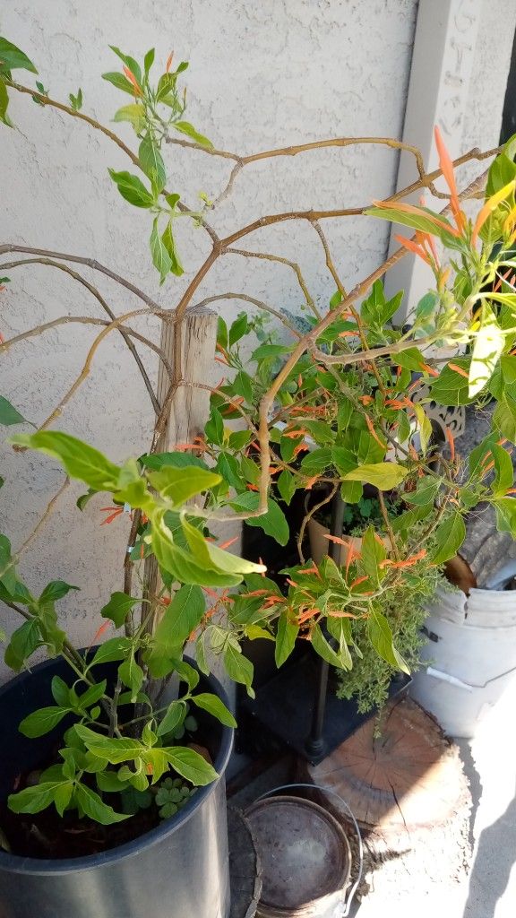 planta de micle