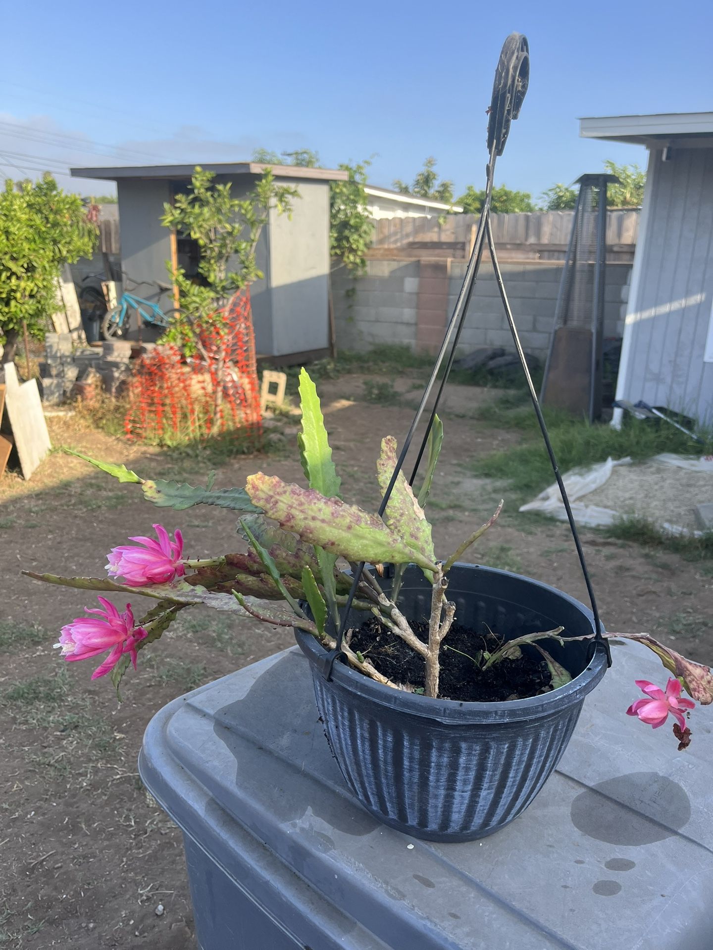 German Empress Cactus