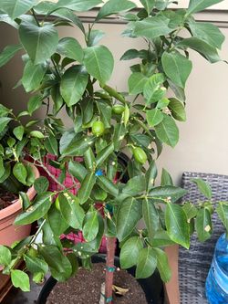 Lemon tree