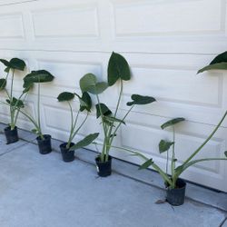 Elephant Ear Plants - New Batch - $6ea