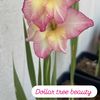 Delilah