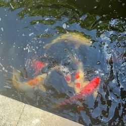 Koi