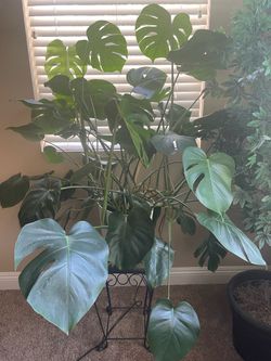 Monstera Delicioda (Split Leaf Philodendron