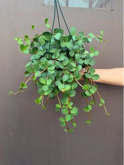Peperomia hope in 6” pot