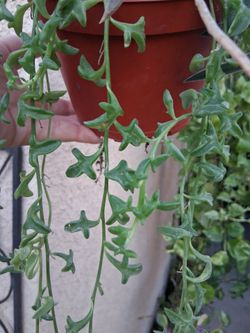 CLEARANCE  Strings of Dolphins Succulent Plant $12