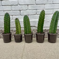 Peruvian Apple Cactus Cuttings — Beautiful, Fast-Growing, and Low Maintenance! 9-12”